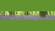 Fraser White Chartered Accountants